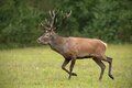 Stag hunting