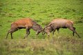 Stag hunting
