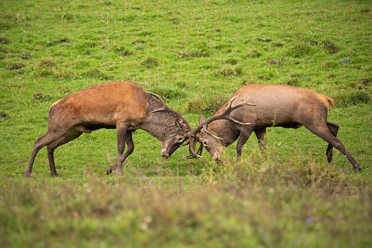 Stag hunting