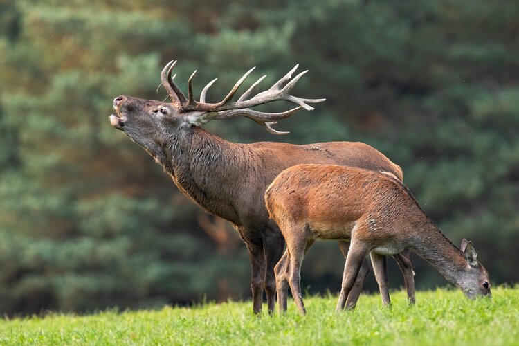 Stag hunting