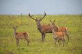 Stag hunting