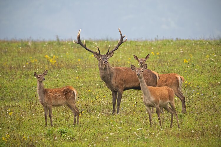 Stag hunting