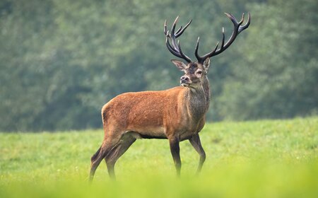 Stag hunting