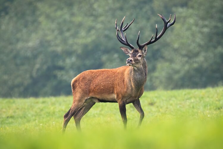 Stag hunting