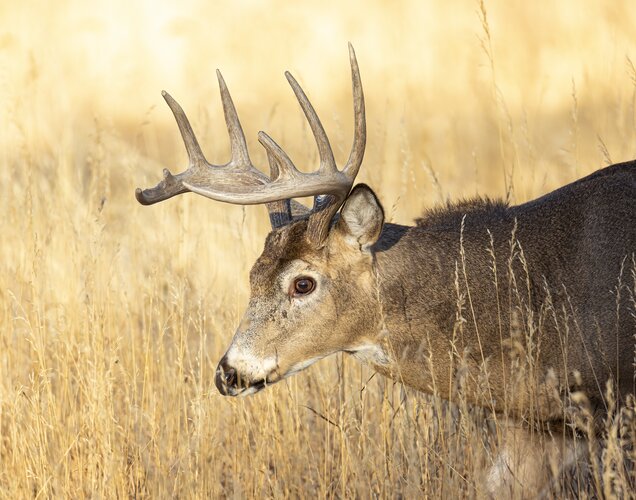 Lov jelence ve Finsku