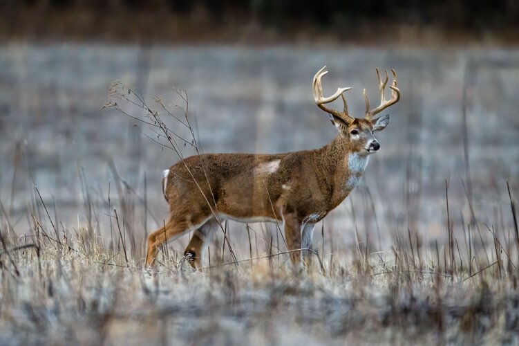 Lov jelence ve Finsku