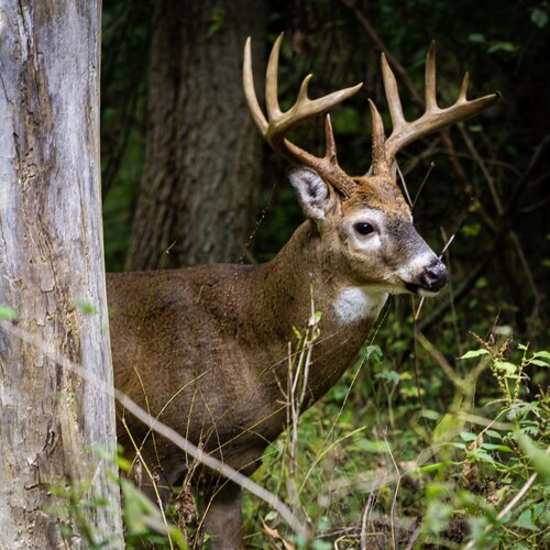 Lov jelence ve Finsku