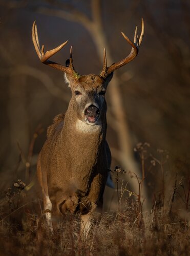 Lov jelence ve Finsku