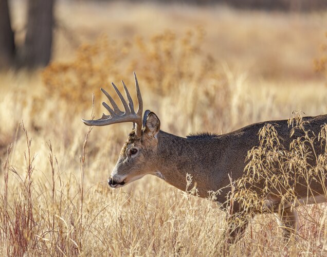 Lov jelence ve Finsku