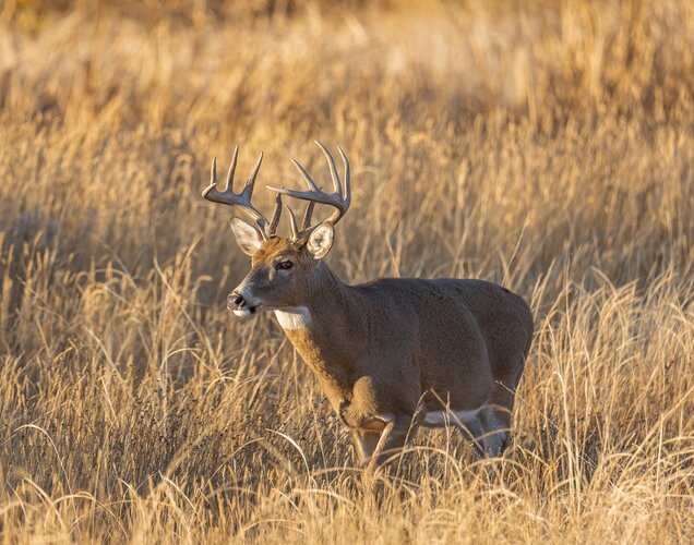 Lov jelence ve Finsku