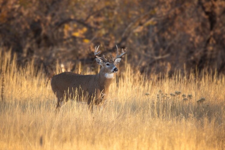 Lov jelence ve Finsku