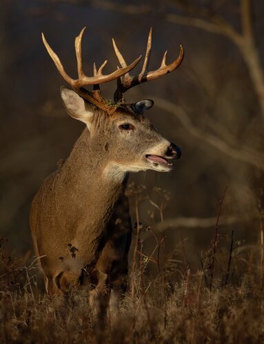 Lov jelence ve Finsku