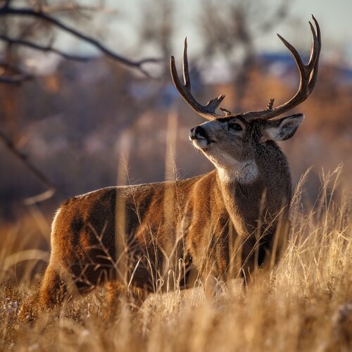 Lov jelence ve Finsku