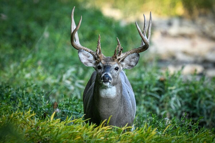 Lov jelence ve Finsku